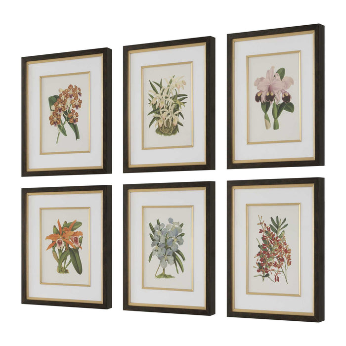 Orchid - Botanical Framed Prints (Set of 6) - Black / Blue / Gold / Green / Orange / Pink / Purple / Red