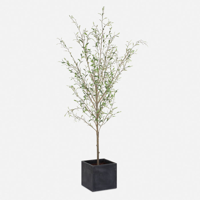 Abundance - Potted Olive Tree - Black