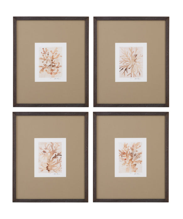 Parchment Coral Framed Print (Set of 4) - Brown