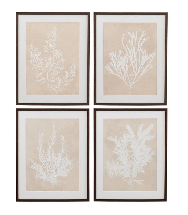 Cystoseira Ericoides Framed Print - Beige