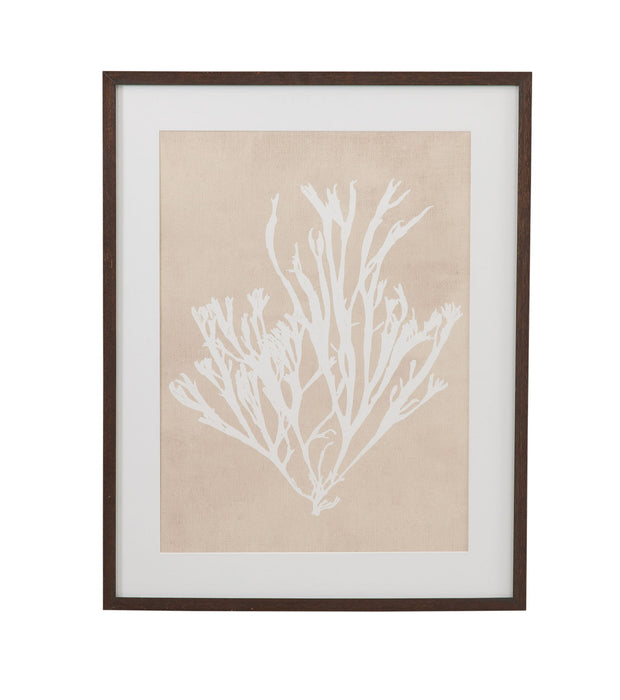 Gracilaria Multipartita Framed Print - Beige