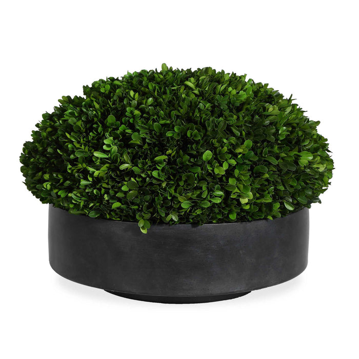 Verdana - Boxwood Centerpiece In Bowl - Gray / Green
