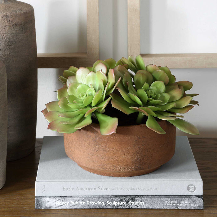 Sable Succulent - Accent In Pot - Brown / Green