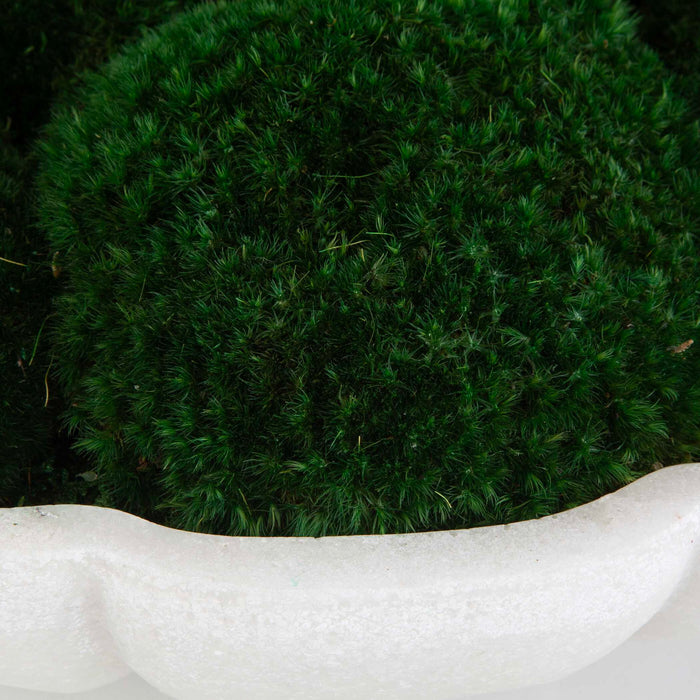 Awaken Moss - Centerpiece - Green / White