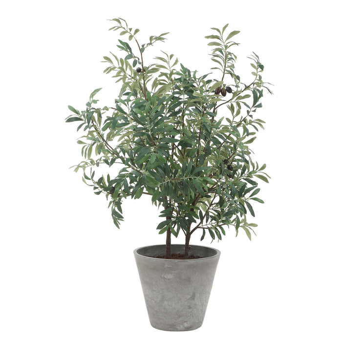 Marisol - Potted Olive Plant - Gray / Green
