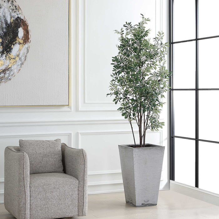 Sonora Olive - Tree In Planter - Gray / Green