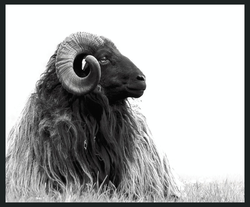 Horn - 48" x 72" Photography - Black / White