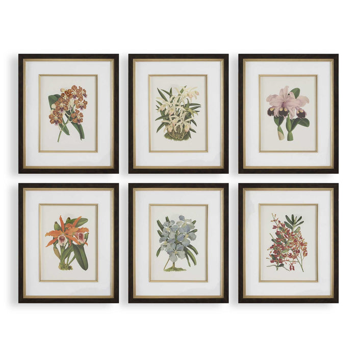 Orchid - Botanical Framed Prints (Set of 6) - Black / Blue / Gold / Green / Orange / Pink / Purple / Red