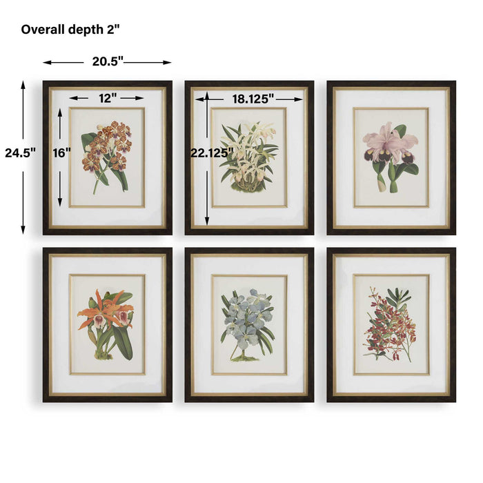 Orchid - Botanical Framed Prints (Set of 6) - Black / Blue / Gold / Green / Orange / Pink / Purple / Red