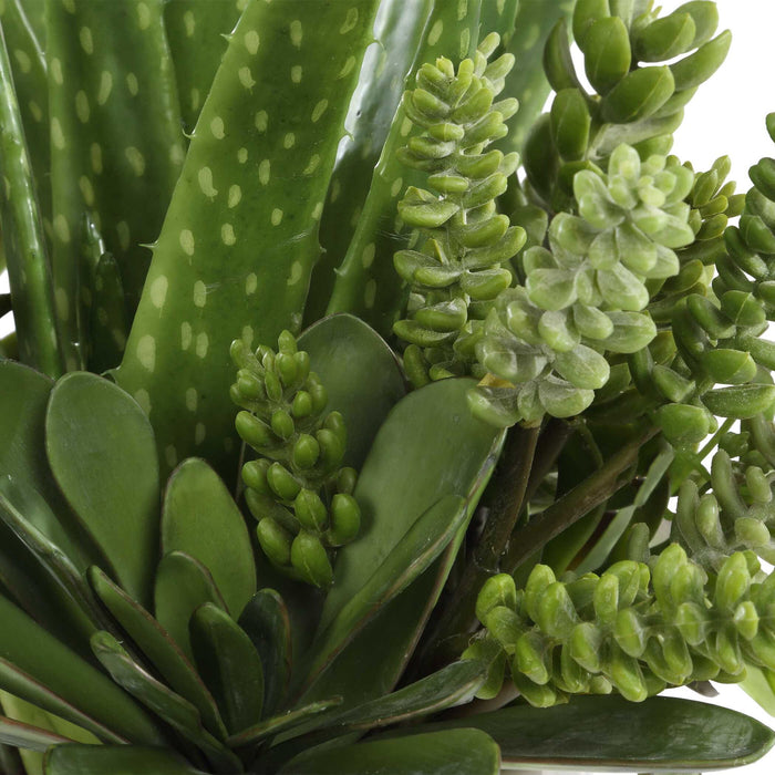 Sundown Succulent - Accent Planter - Green / White