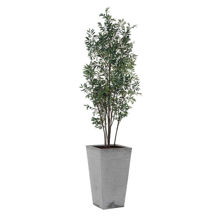 Sonora Olive - Tree In Planter - Gray / Green