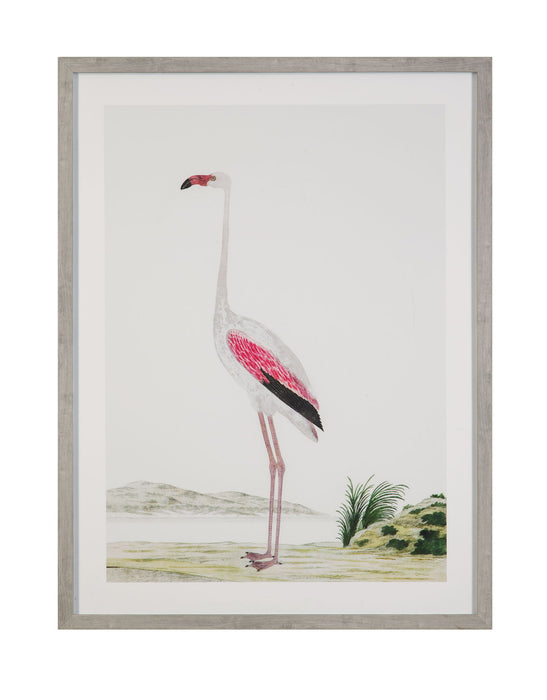 Vintage - Flamingo II Framed Print - Pink