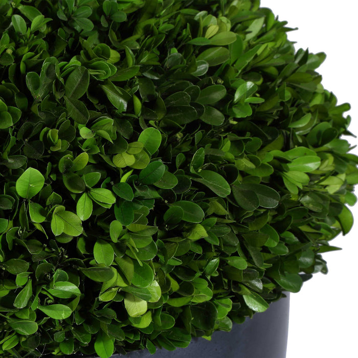 Verdana - Boxwood Centerpiece In Bowl - Gray / Green