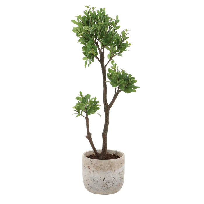 Arbor Strawberry - Tree - Brown / Green