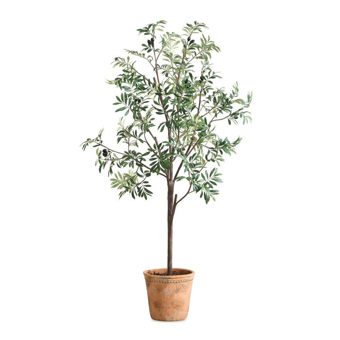 Olea Potted Olive