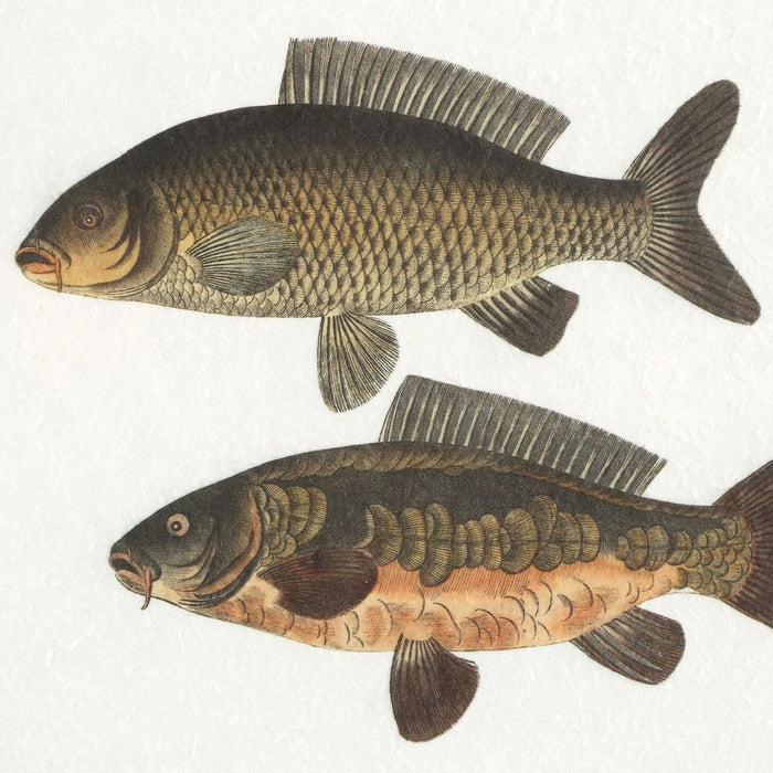 The Catch Framed Prints, S/2