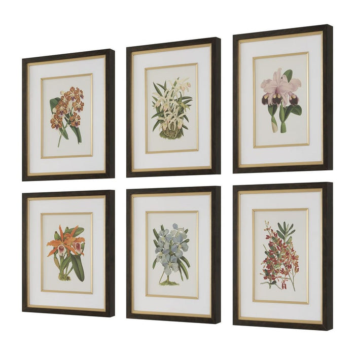 Orchid Botanical Framed Prints, S/6