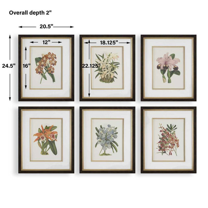 Orchid Botanical Framed Prints, S/6