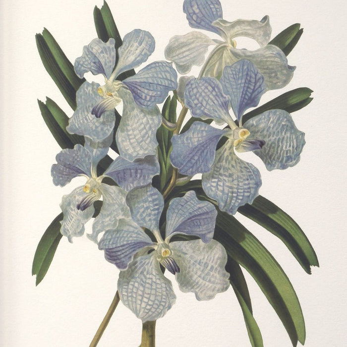 Orchid Botanical Framed Prints, S/6