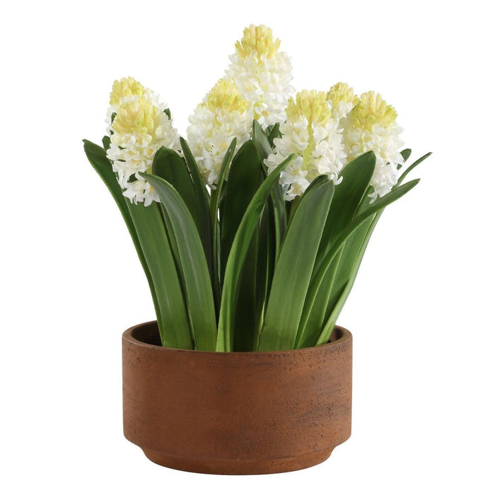 Sincerity Potted Hyacinth