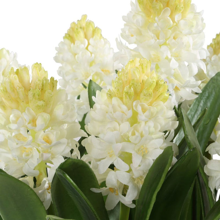 Sincerity Potted Hyacinth