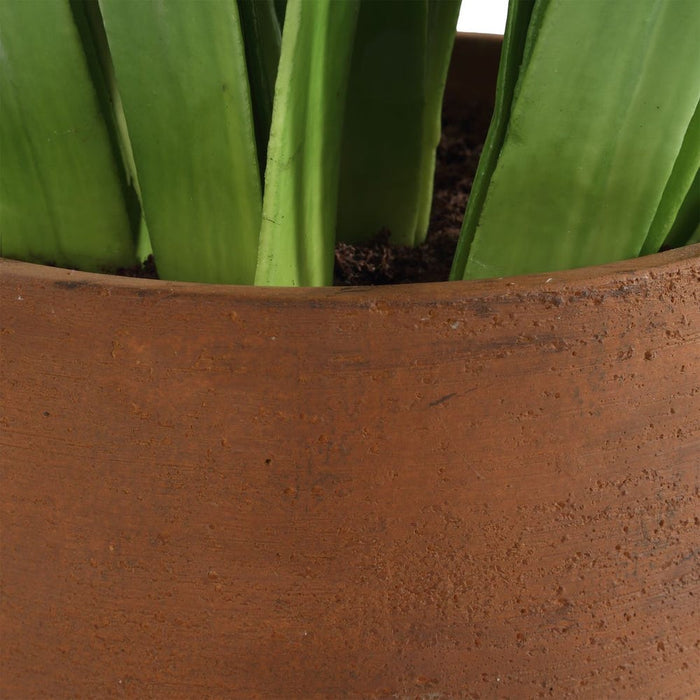 Sincerity Potted Hyacinth