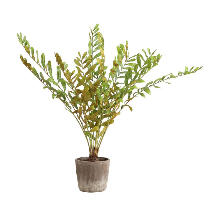 Zamia Palm Accent