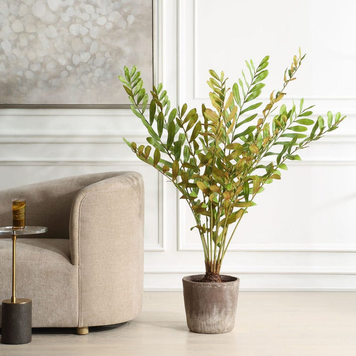 Zamia Palm Accent