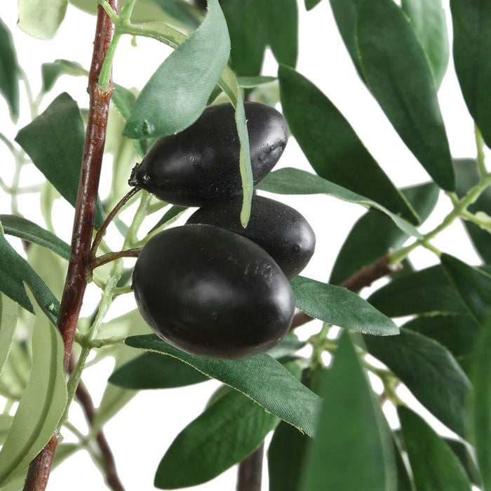 Olea Potted Olive